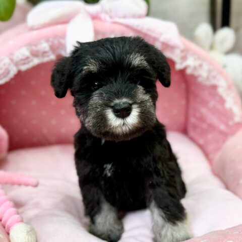 ミニチュアシュナウザー　くぐみ・３ちゃん