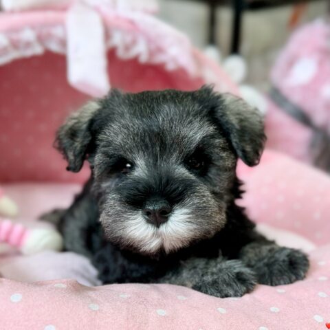 ミニチュアシュナウザー　七花・３君