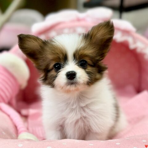 パピヨン　バンダナ・２ちゃん