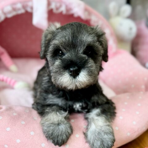 ミニチュアシュナウザー　七花・４ちゃん