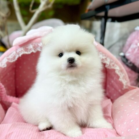 ポメラニアン　ココ・１君