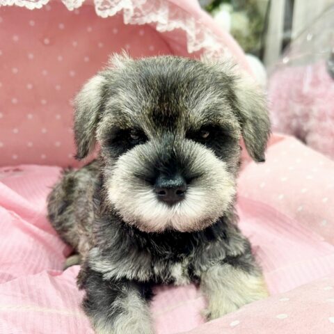 ミニチュアシュナウザー　かなた・３ちゃん