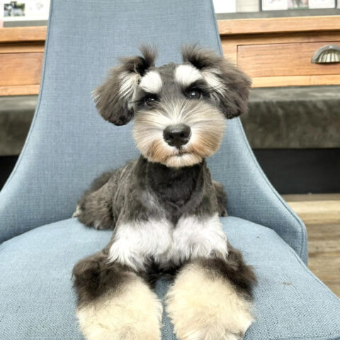 ミニチュアシュナウザー　らいか・３ちゃん