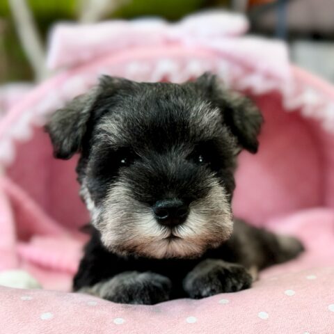 ミニチュアシュナウザー　ライカ・１ちゃん