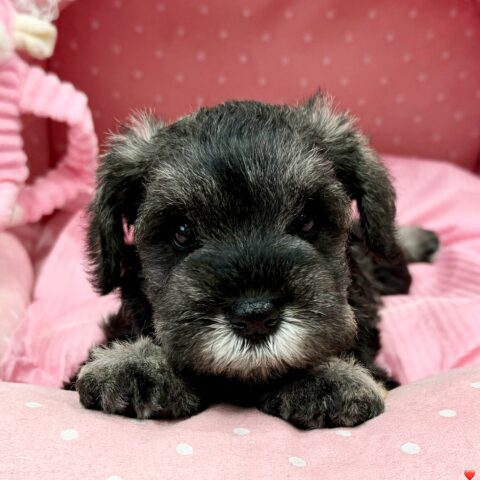 ミニチュアシュナウザー　さくら・１ちゃん