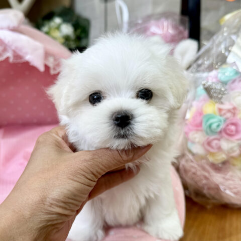 マルチーズ　うれい・１ちゃん
