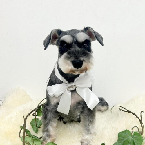 お母さん卒業犬　Jちゃん