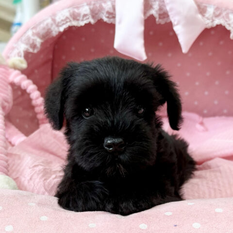 ミニチュアシュナウザー　さえか・４ちゃん