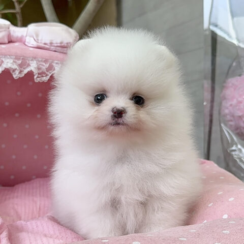 ポメラニアン　シャネル・２ちゃん