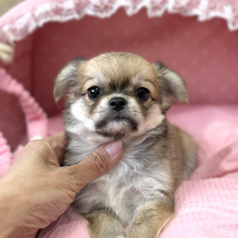 チワワ　緋色・２ちゃん