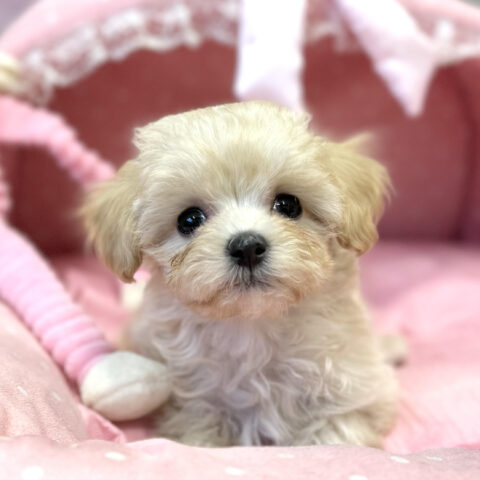 マルプー　あんず・２君