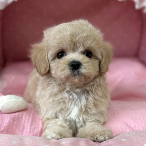 マルプー　あんず・１ちゃん