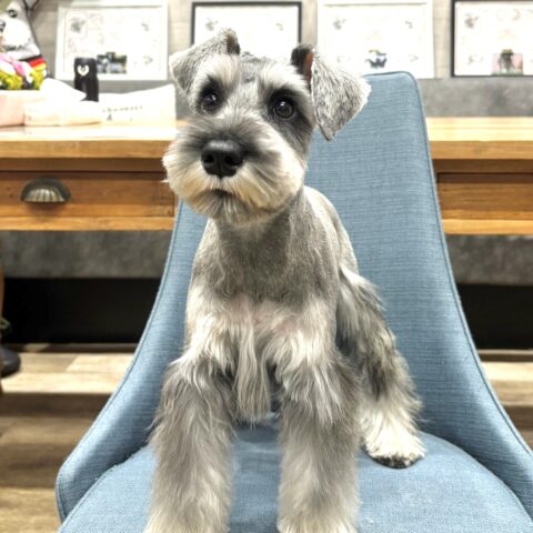 ミニチュアシュナウザー　七美・２ちゃん