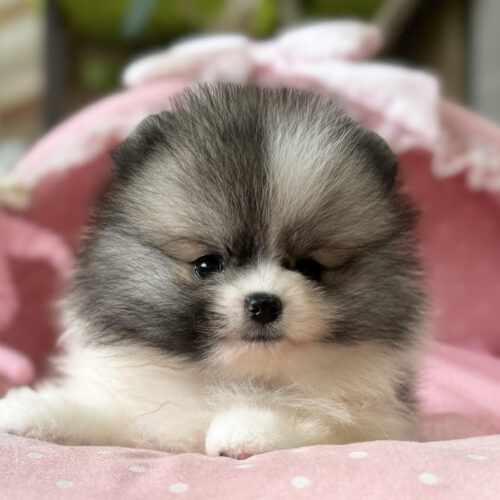 ポメラニアン　ポム・２ちゃん