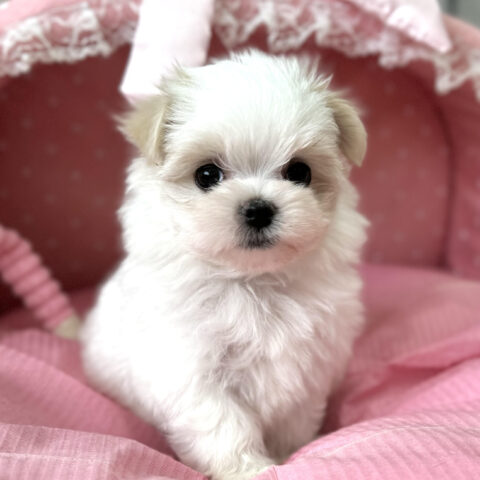 マルチーズ　聖・１ちゃん