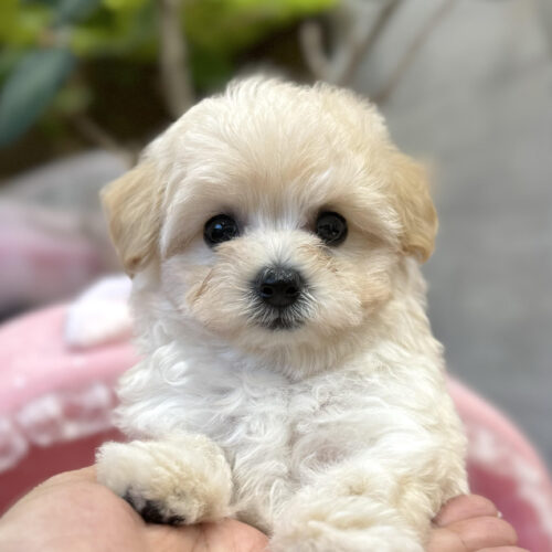 マルプー　ぽにょ・１君