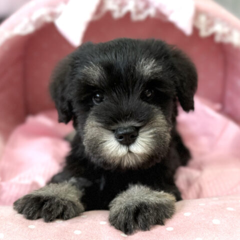 ミニチュアシュナウザー　かな・４君
