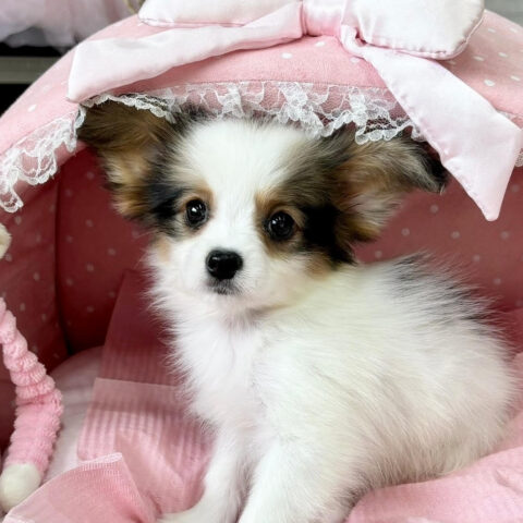 パピヨン　ユニ・１ちゃん