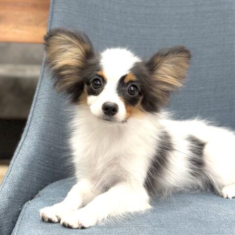パピヨン　ユニ・３ちゃん