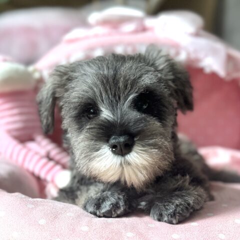 ミニチュアシュナウザー　ゆうり・３君