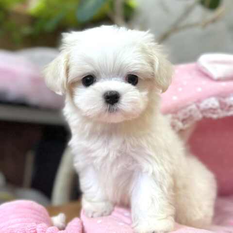 マルチーズ　萌・１ちゃん