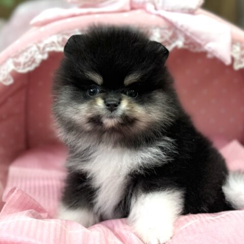 ポメラニアン　ロン・３ちゃん