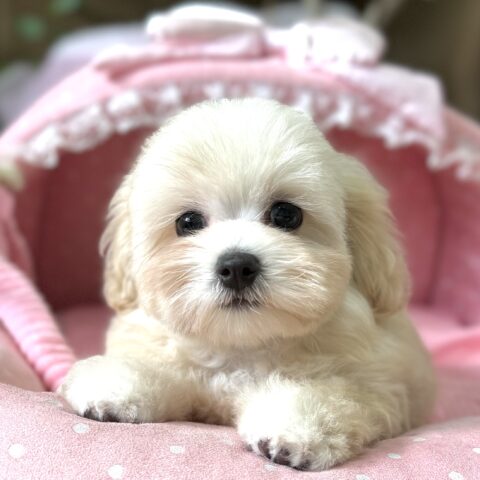 マルプー　おかか・１君