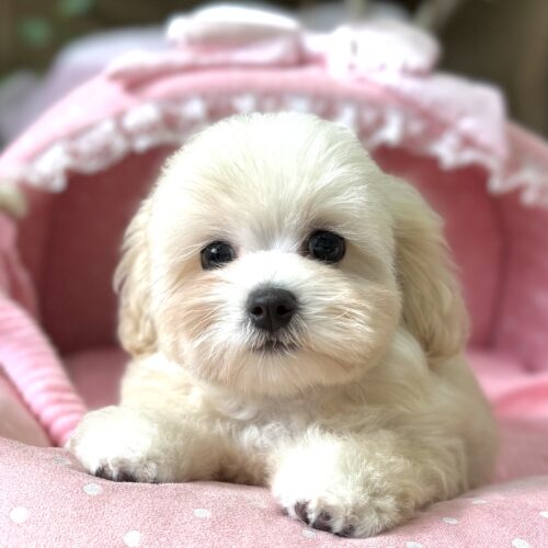 マルプー　おかか・１君