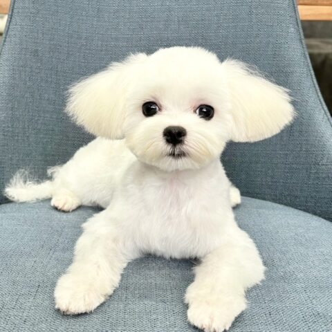 マルチーズ　らん・２君