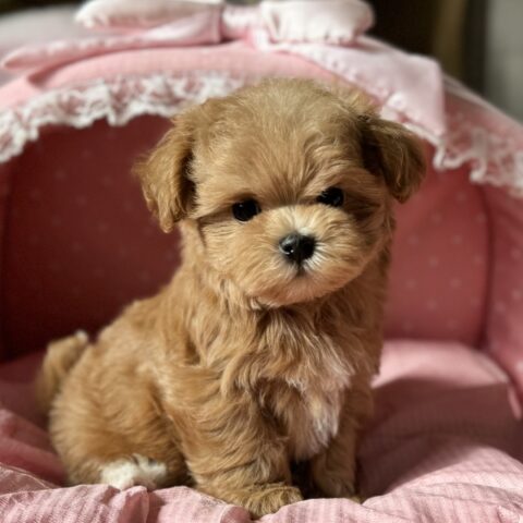 マルプー　まう・２ちゃん