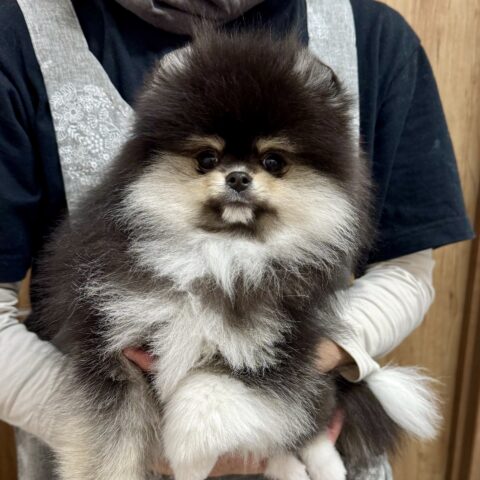 ポメラニアン　ロン・２君