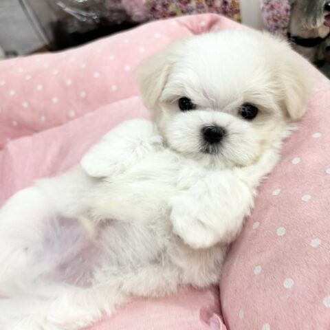 マルチーズ　しおり・１君