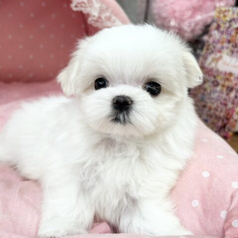 マルチーズ　しおり・３ちゃん