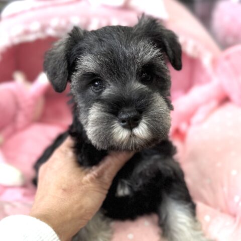 ミニチュアシュナウザー　かの・３ちゃん