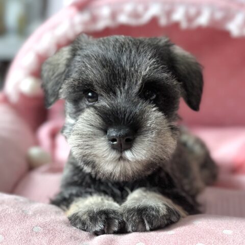 ミニチュアシュナウザー　くるん・２ちゃん