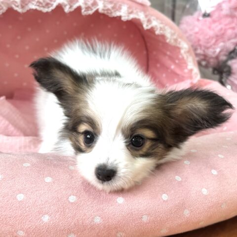パピヨン　もこもこ・１ちゃん