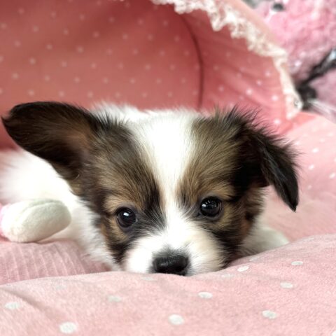 パピヨン　もこもこ・２君