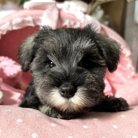 ミニチュアシュナウザー　ナナ・１ちゃん