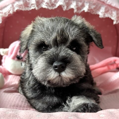 ミニチュアシュナウザー　さえか・３ちゃん