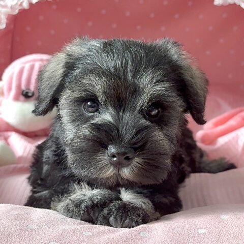 ミニチュアシュナウザー　さえか・２ちゃん