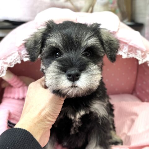 ミニチュアシュナウザー　美晴・１君