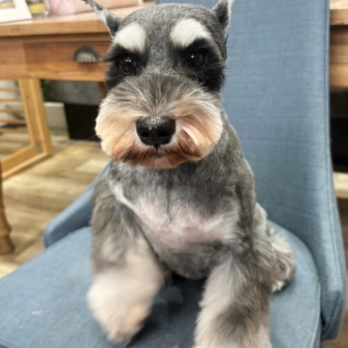 お母さん　卒業犬　Aちゃん