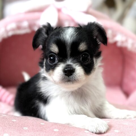 チワワ　緋色・１ちゃん