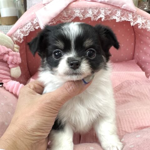 チワワ　緋色・２ちゃん