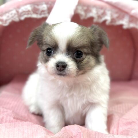 チワワ　緋色・３ちゃん