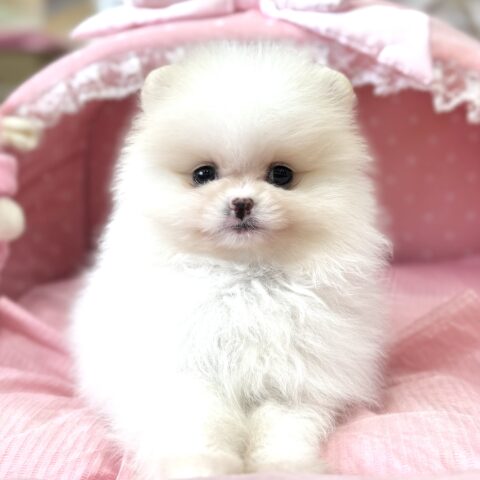 ポメラニアン　シャネル・１ちゃん