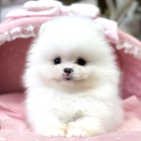 ポメラニアン　シャネル・２君