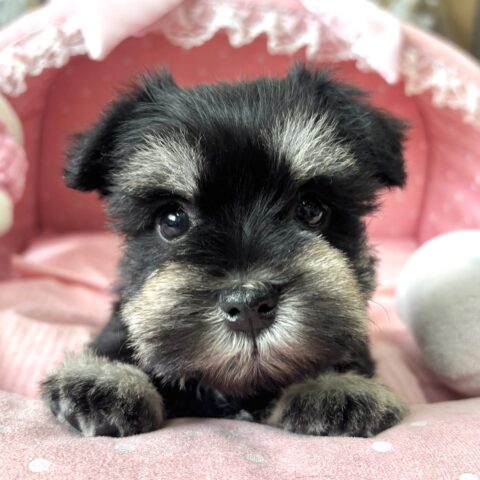 ミニチュアシュナウザー　るんか・２ちゃん