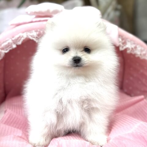 ポメラニアン　ココ・１君