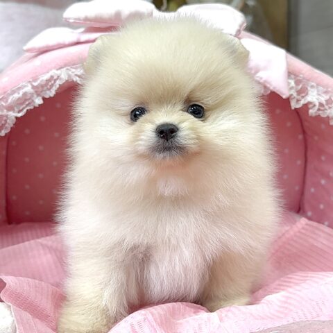 ポメラニアン　ココ・３ちゃん